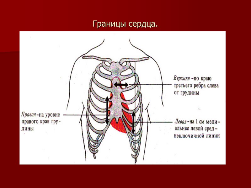 Границы сердца.